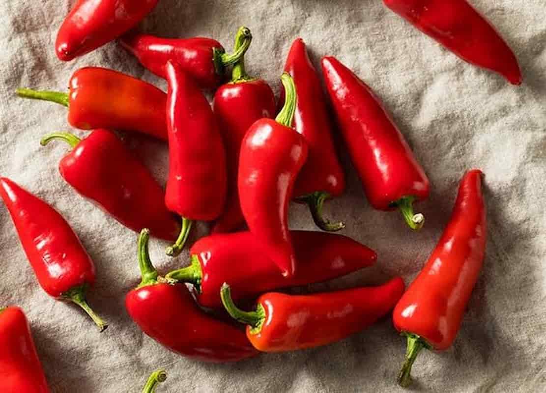 فلفل هالوپینو تند انتخابی مناسب برای غذاهای پرادویه